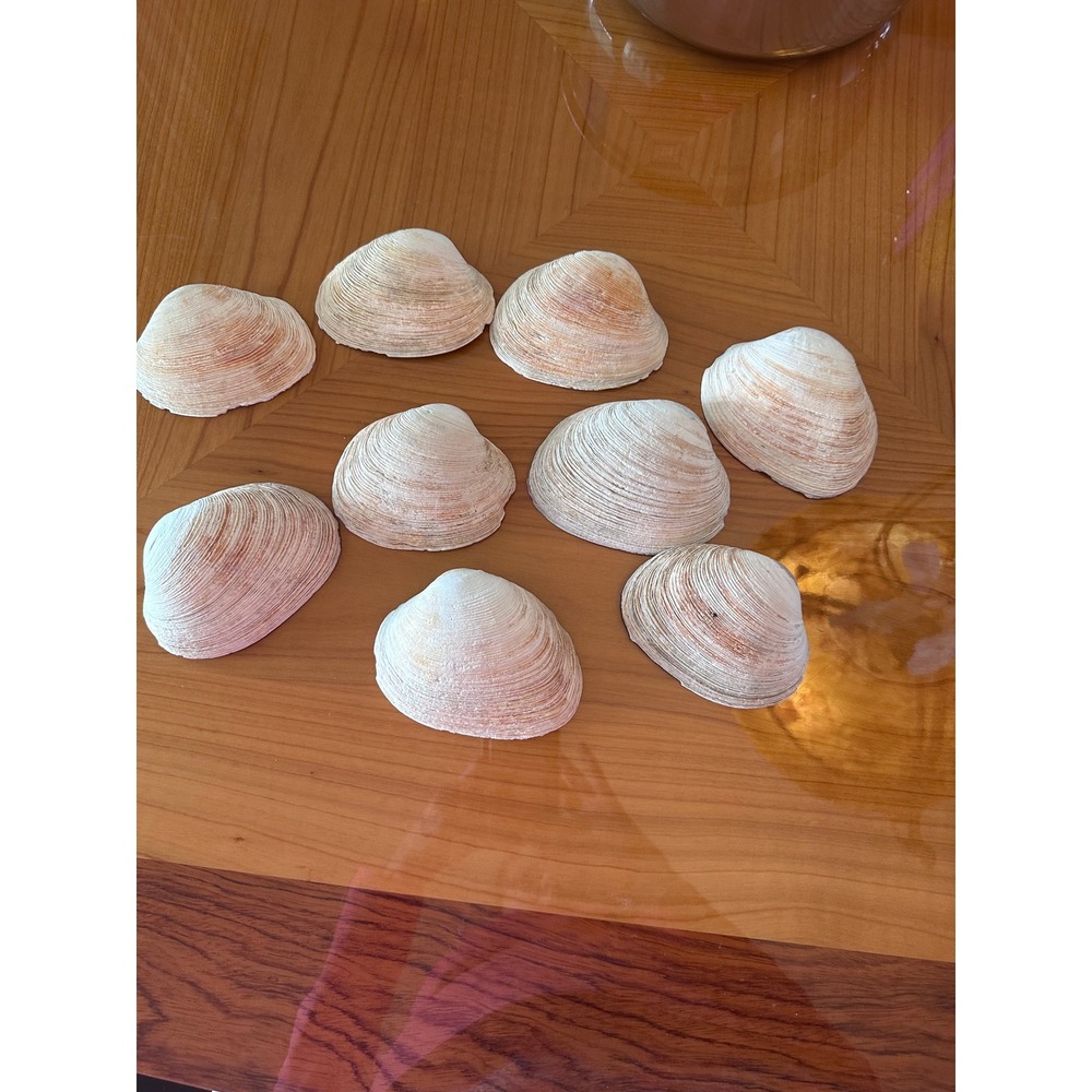 9pc‎ Natural Purple Wampum Quahog Clam Shells Coastal Craft Decor 4.5 Inch